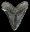 Serrated, Fossil Megalodon Tooth - Georgia #60908-2